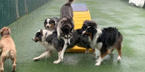 Daycare Boarding Grooming Training Daycare Boarding Grooming Training