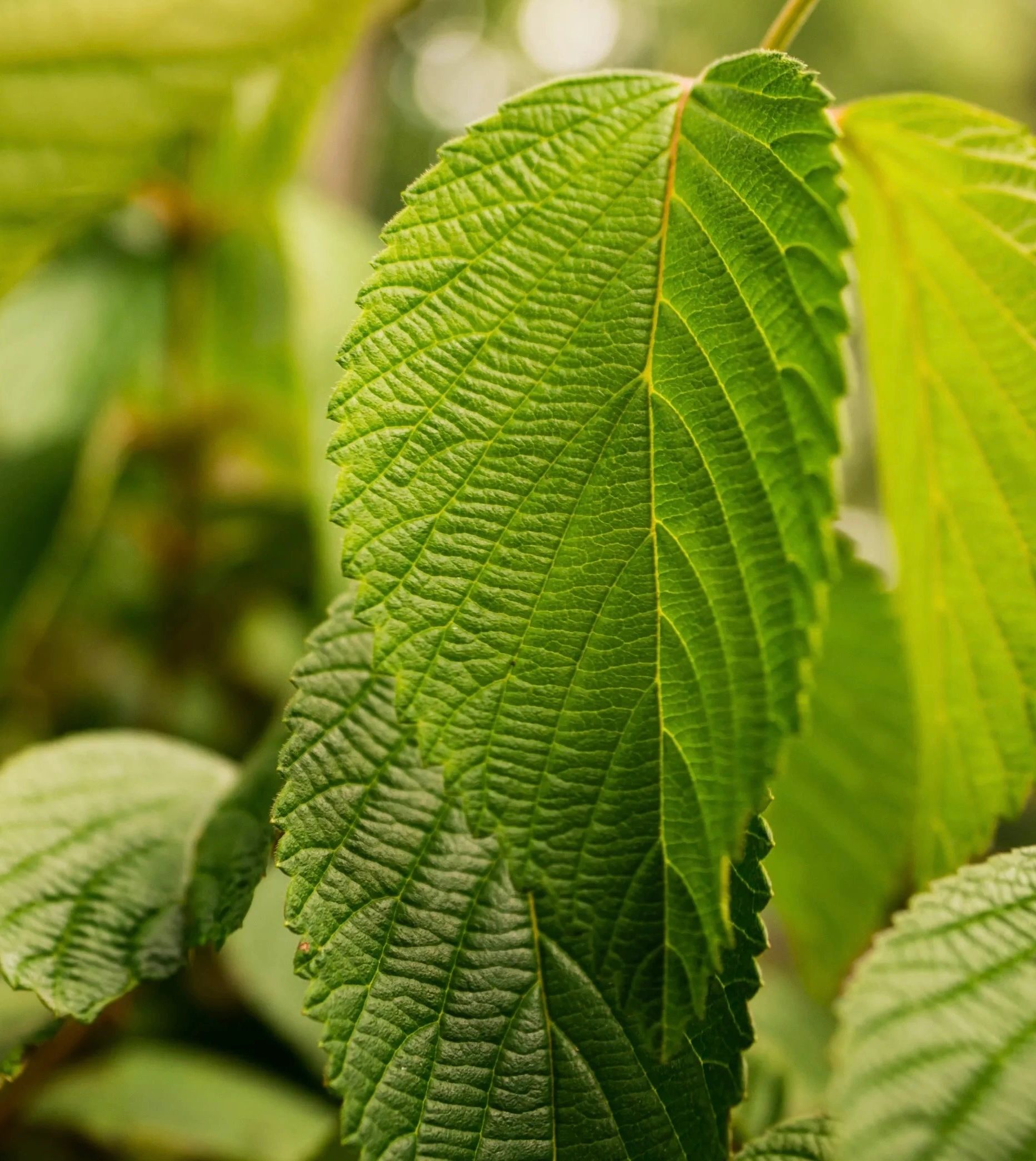Close-up of vibrant green leaf.