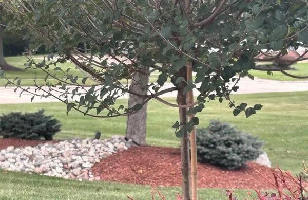 Tree with green leaves and landscaped area.