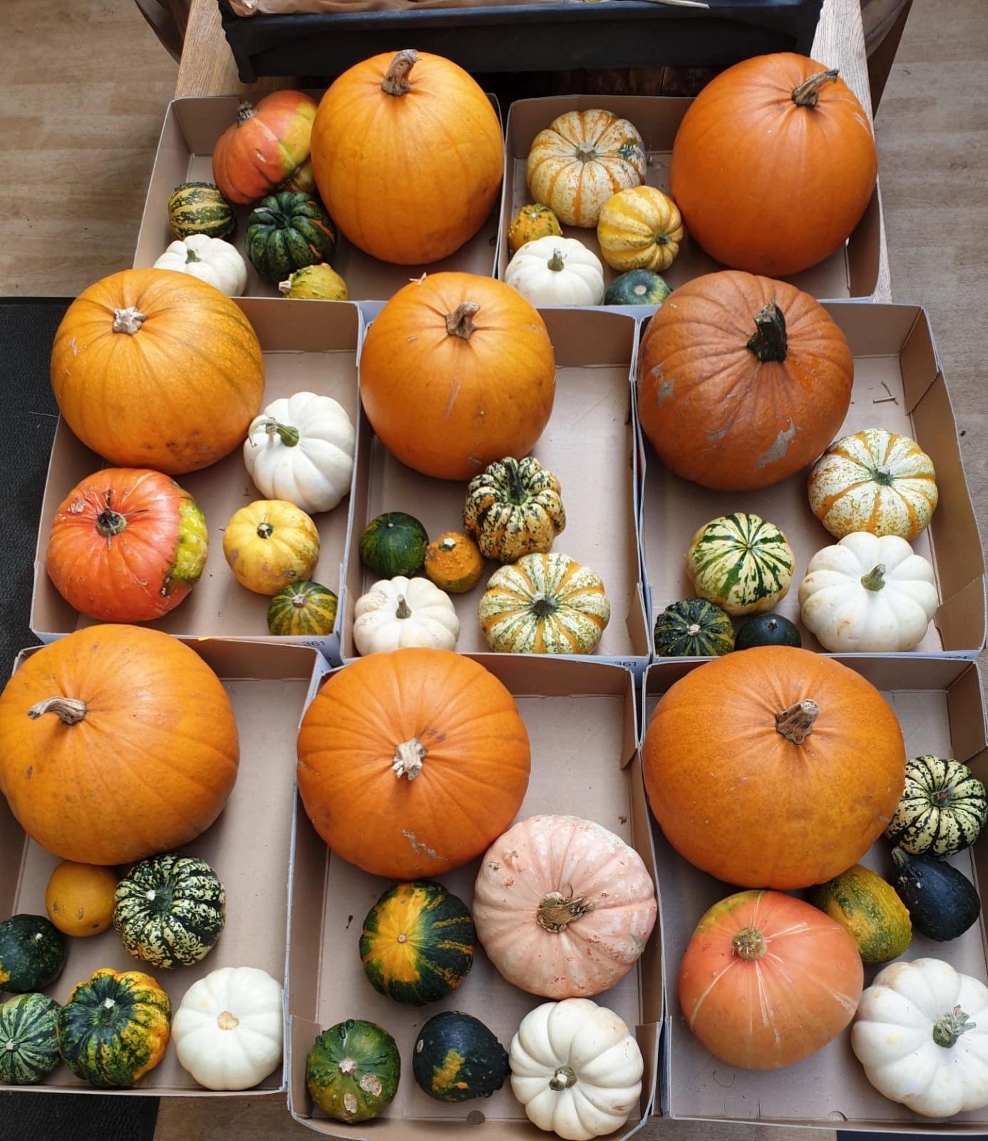 Mixed boxes of Pumpkins & Gourds £ 10.00 each. Order on our webshop pages Halloween 2020. While stoc