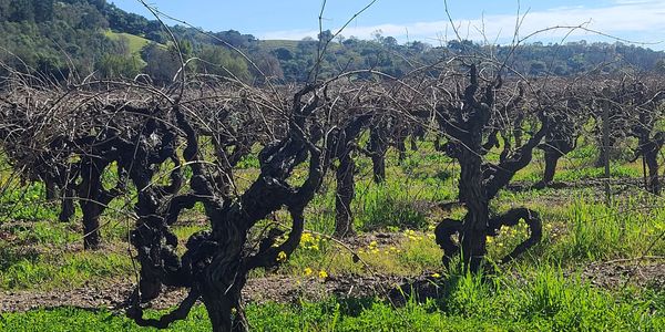 Old Vine Zinfandel Dry Creek