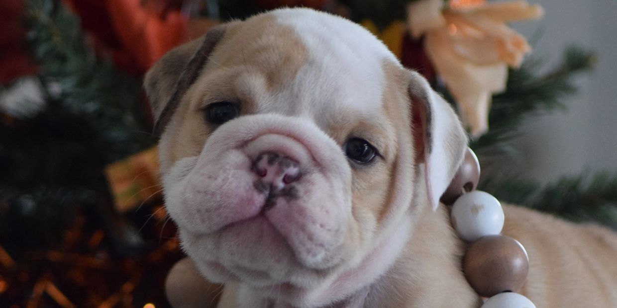 English Bulldog Puppy