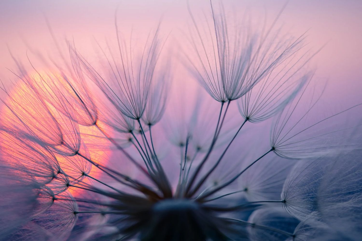 Close-up of dandelion seeds with soft sunset colors in the background.