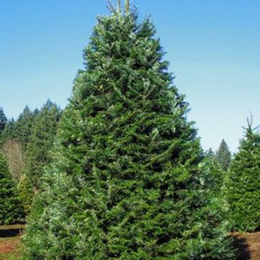 Grand Fir Christmas Tree , farm Christmas tree