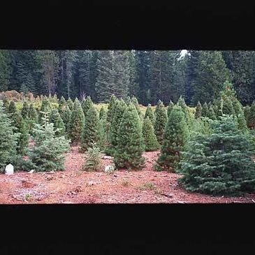 Christmas tree farm, Christmas trees