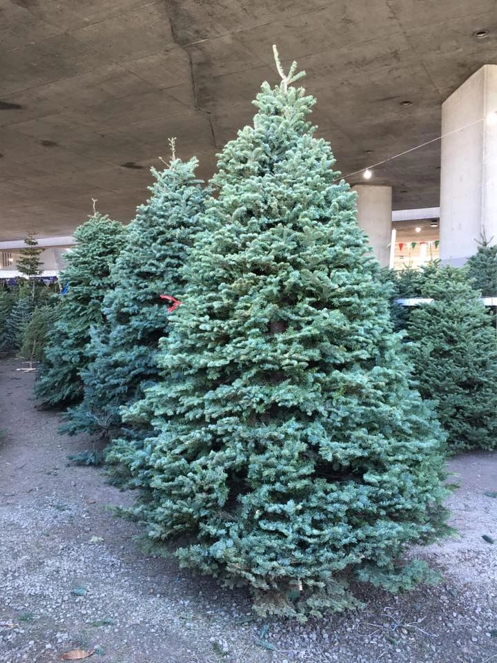 Brents Christmas Trees Brents Christmas Trees
