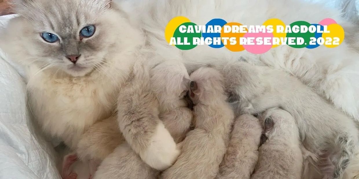 Everything You Need For Your New Ragdoll Kitten