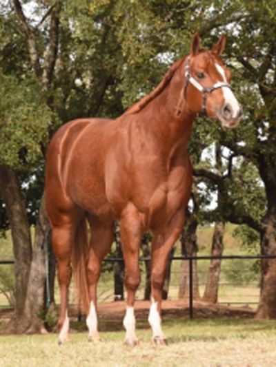 Finley-1995 AQHA daughter of Mr Tenacity X Ima Tru Skip daughter.