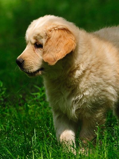 Le modèle alimentaire de nos Golden Retriever