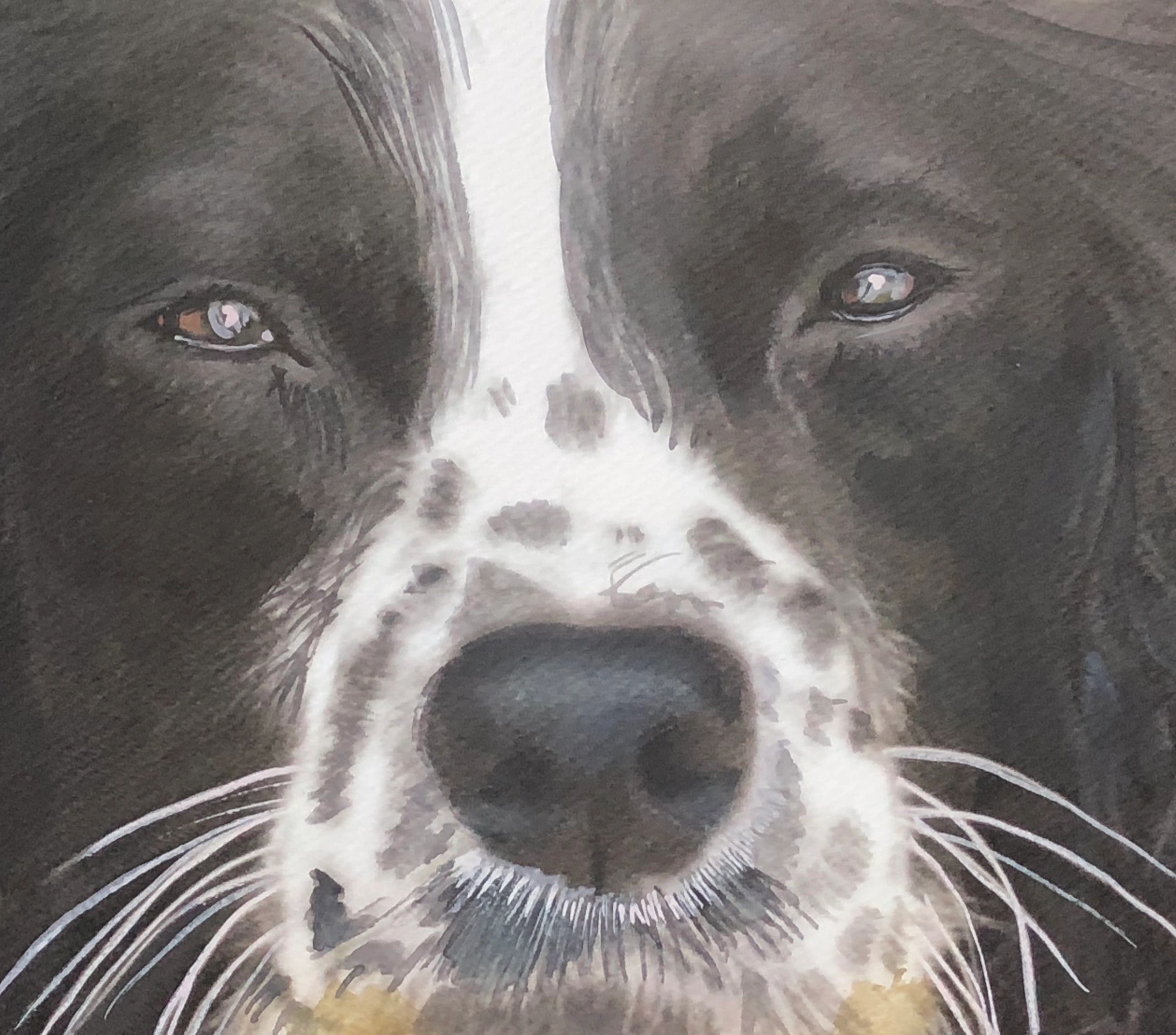 Pet portraits