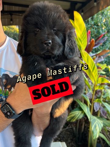 Tibetan Mastiff puppy black