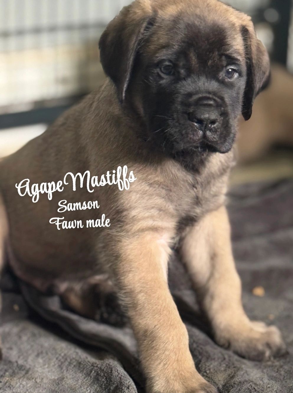 AKC English Mastiff
10 week Old Fawn male 
AVAILABLE NOW
Limited AKC $3500 FIRM
Financing options
