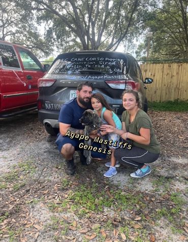 English Mastiff Puppy going to their forever home