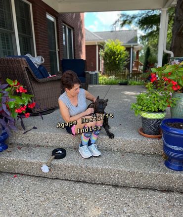 Cane Corso puppy Indica going to their forever home