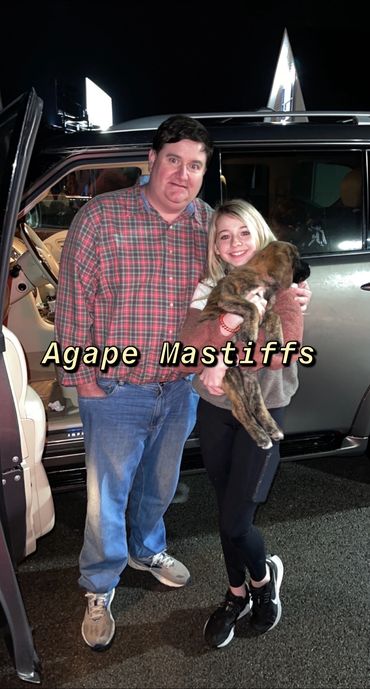 English Mastiff Puppy going to their forever home