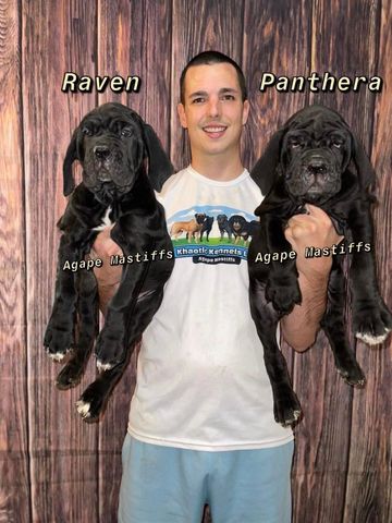 Man holding 2 Neapolitan Mastiff puppies Raven and Panthera