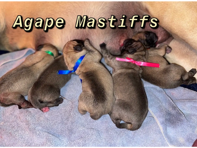 English Mastiff Puppies