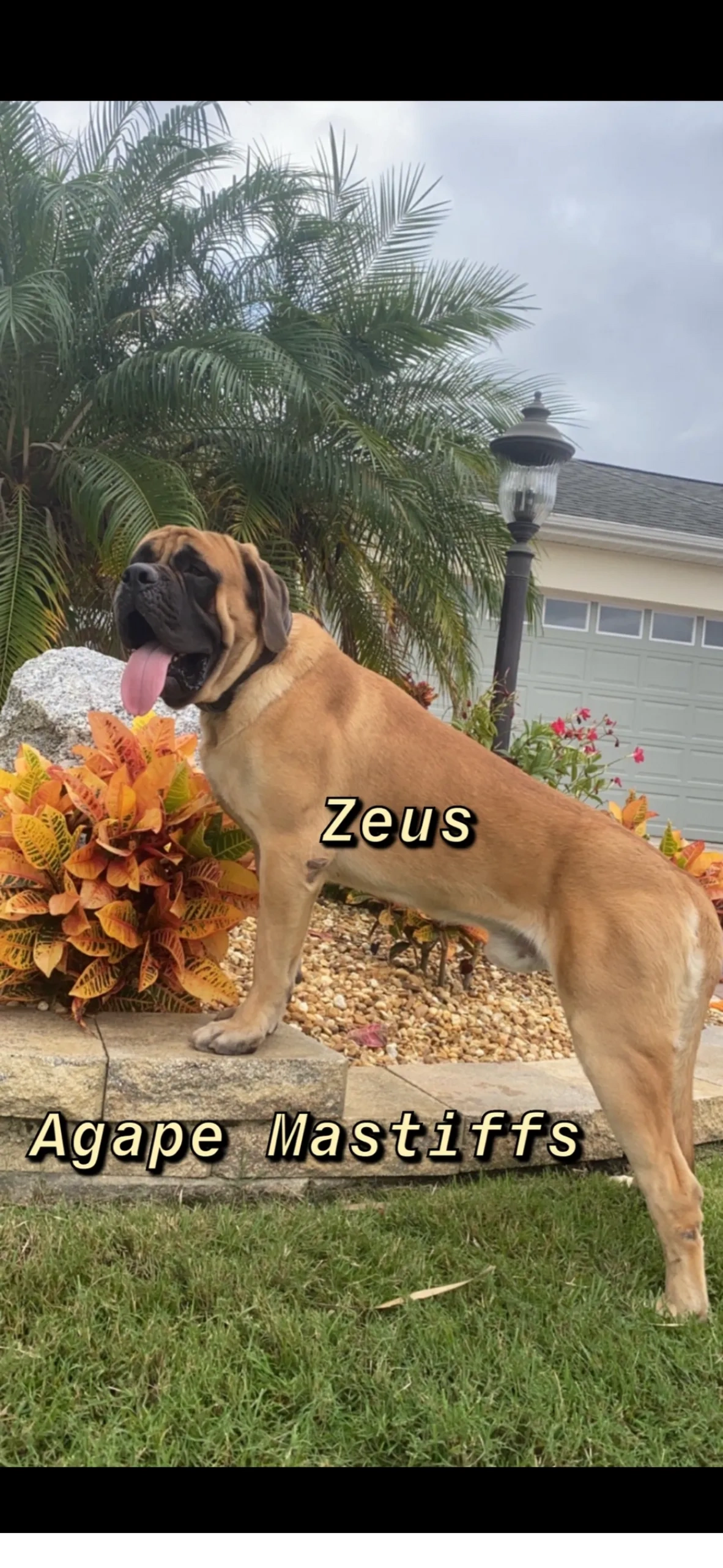 are english mastiffs good swimmers