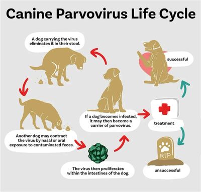 Parvovirus life cycle