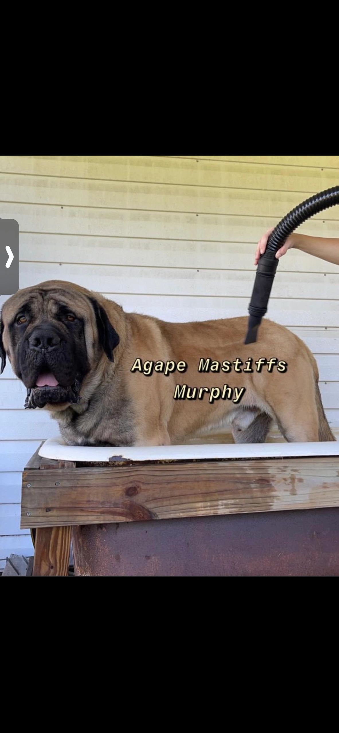 are english mastiffs good swimmers