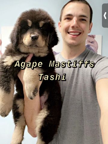 Tibetan Mastiff puppy with owner