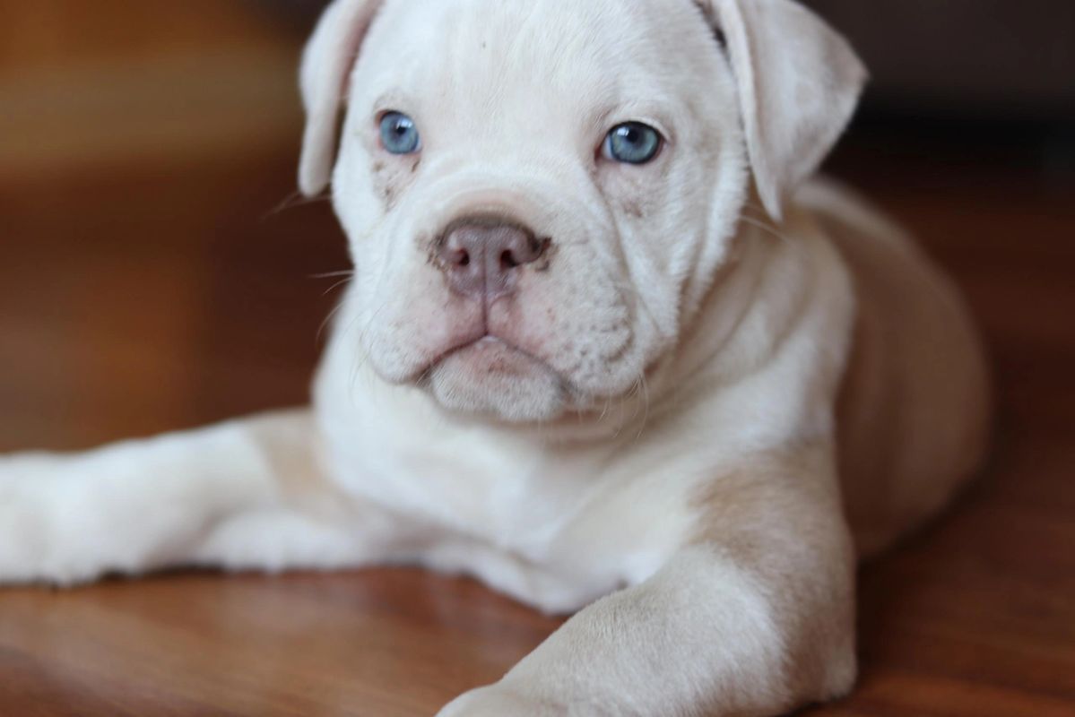 K2 Kennels Olde English Bulldogge Puppies Breeder