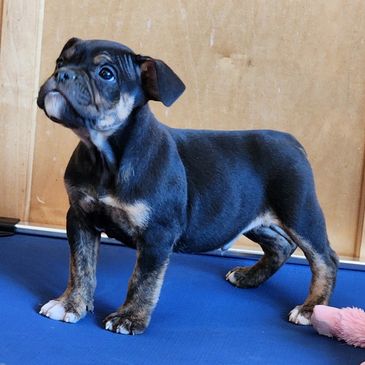 A small black and brown puppy standing on a blue surface.