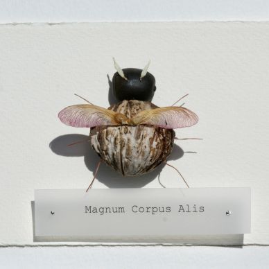 Insect mounted above a label reading 'Magnum Corpus Alis'.
