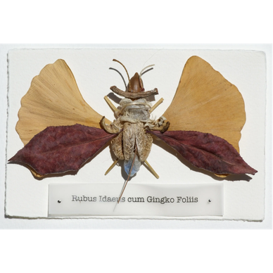 Insect art made with dried leaves and natural elements.