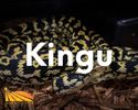 Kingu