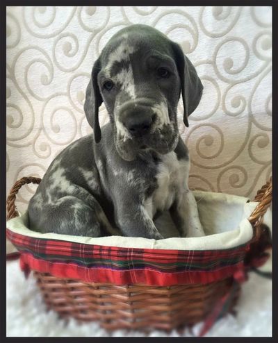 European blue merle sales great dane