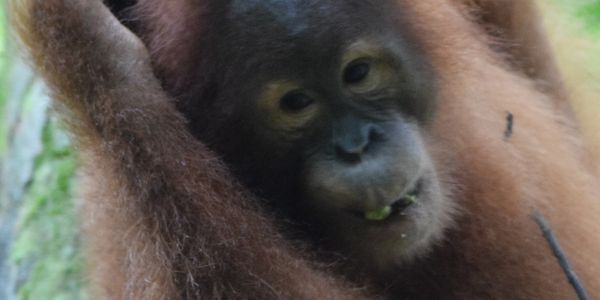 Orangutan climbing in the rainforest canopy
