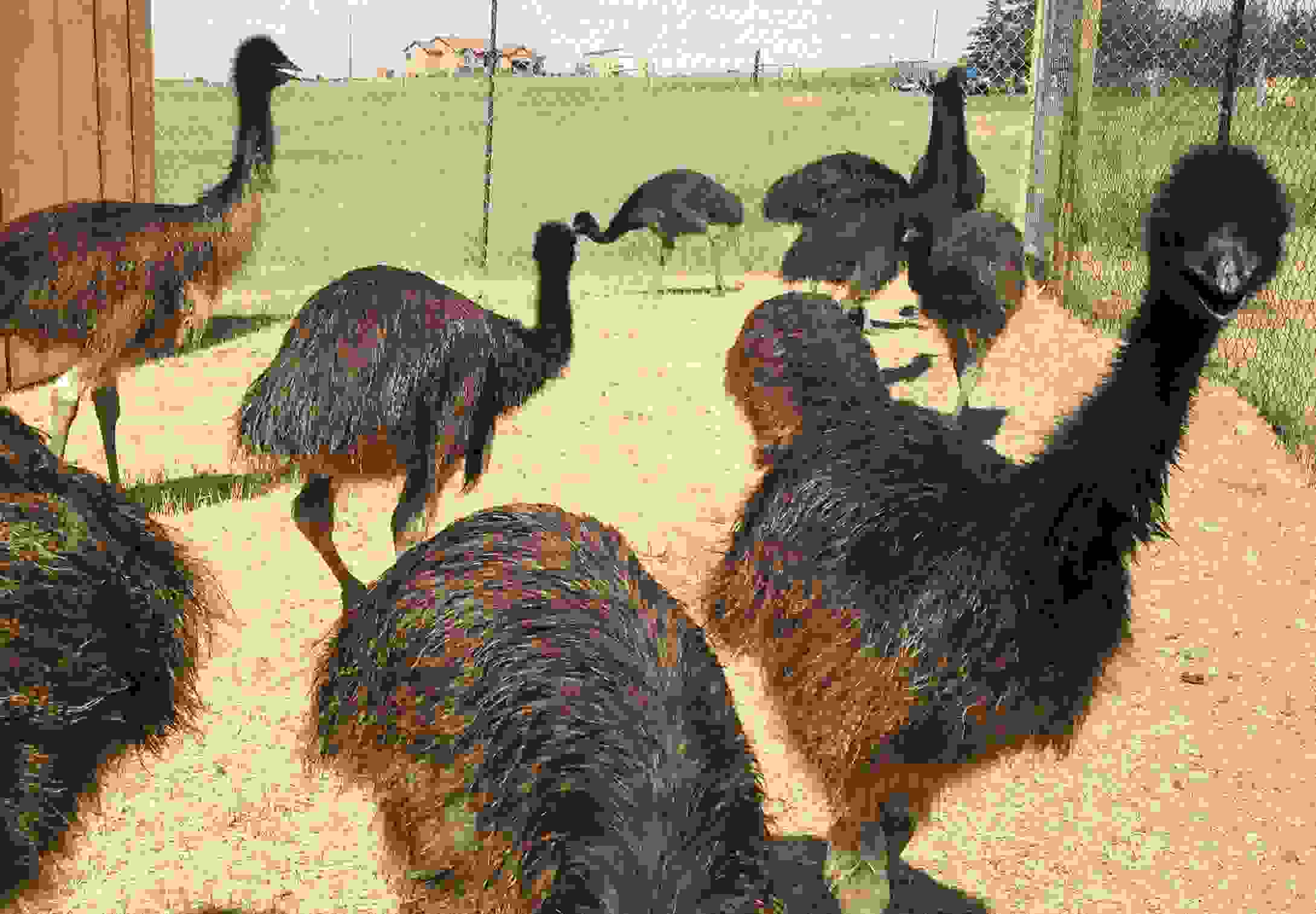 About Us Dream Acres Emu Ranch