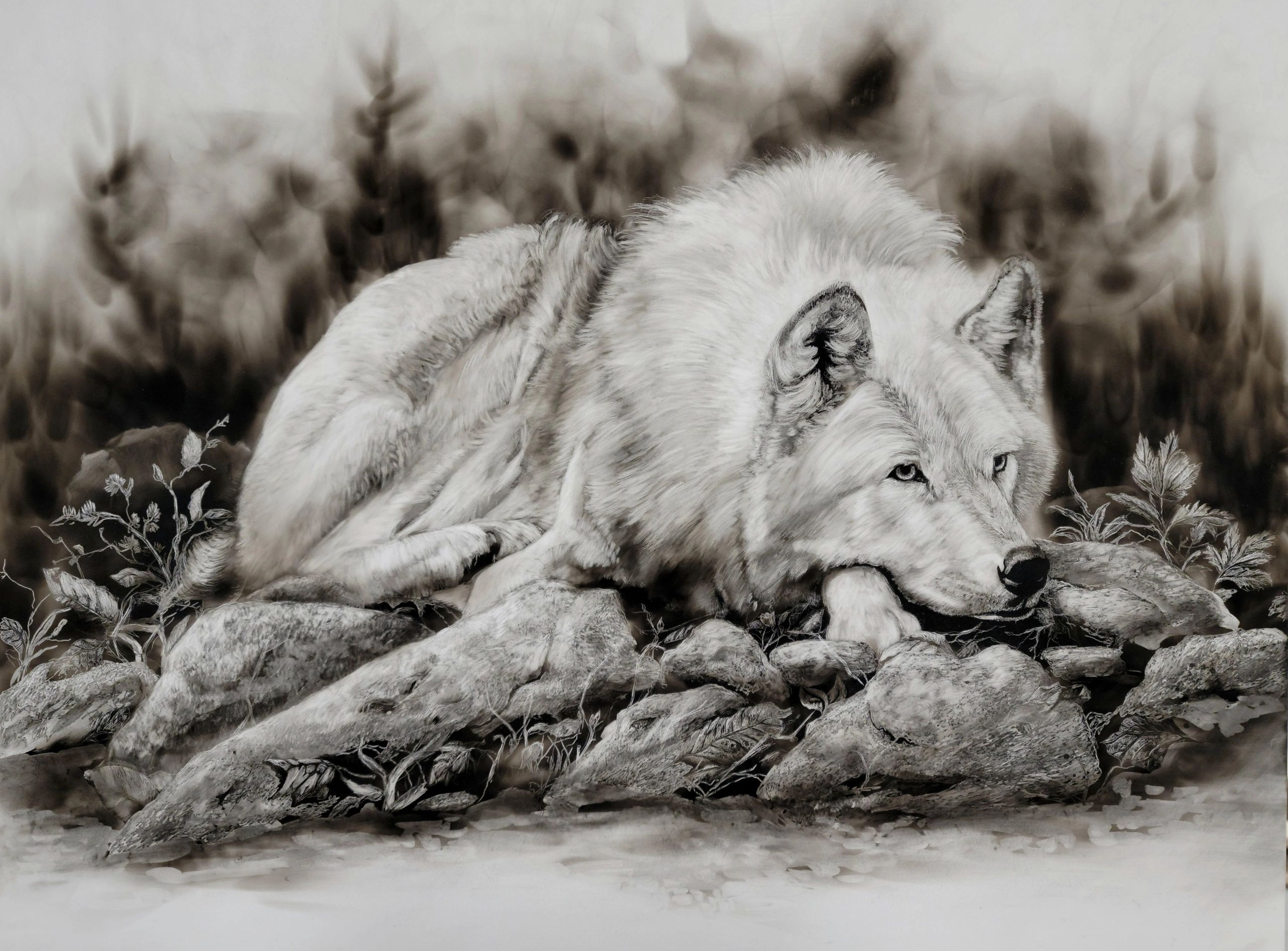 The Resting Wolf  18x24 fumage on board 