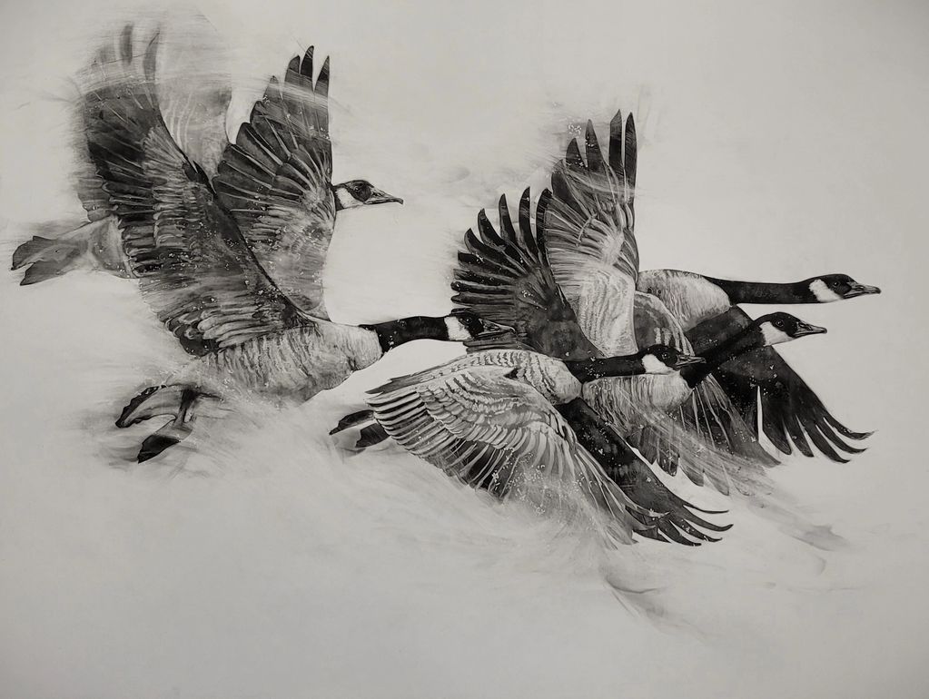 Flock of Canadian Geese flying. Black and white Fumage drawing of wildlife birds