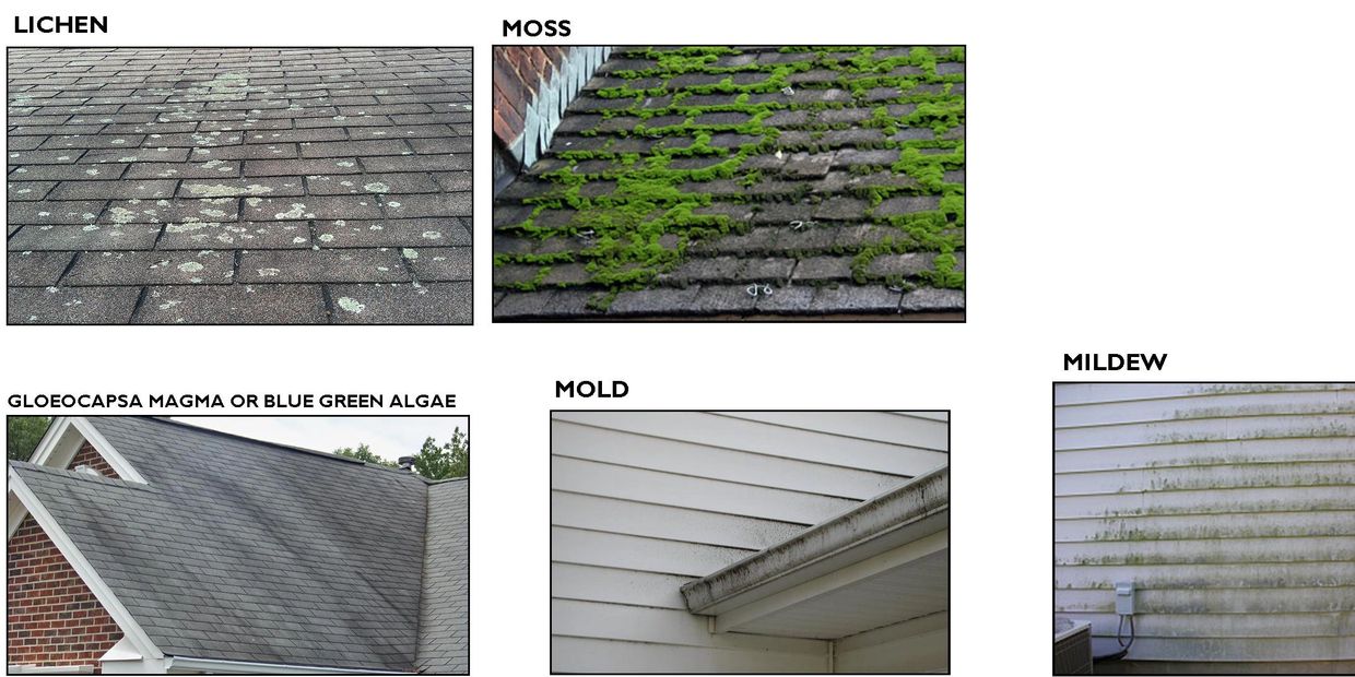 Roof Molds most common to Asphalt Shingled Roofs