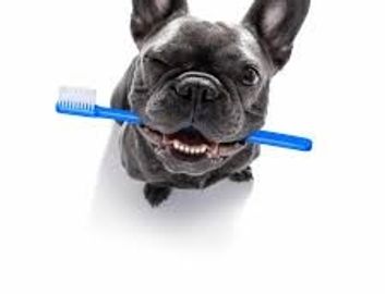 A grey Frenchie holding a blue toothbrush in his mouth.