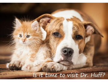Animal Hospital Bowling Green Ohio

Bowling Green Vet  -  Vet near me