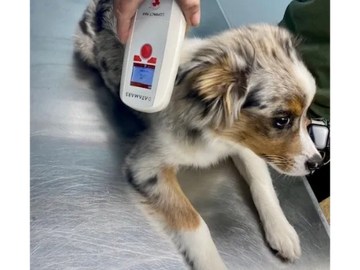 A 19 week old Miniature Australian Shepard being scanned to see if he has a Microchip.