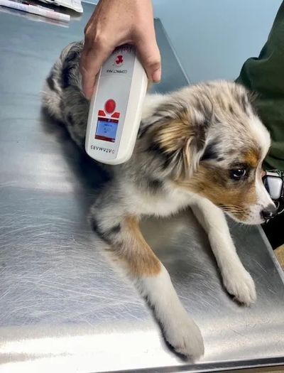 Hondo, a Miniature Australian Shephard being scanned for a Microchip.