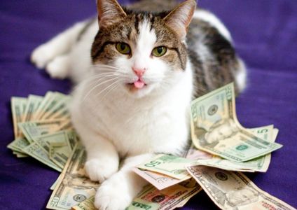 Cat and money