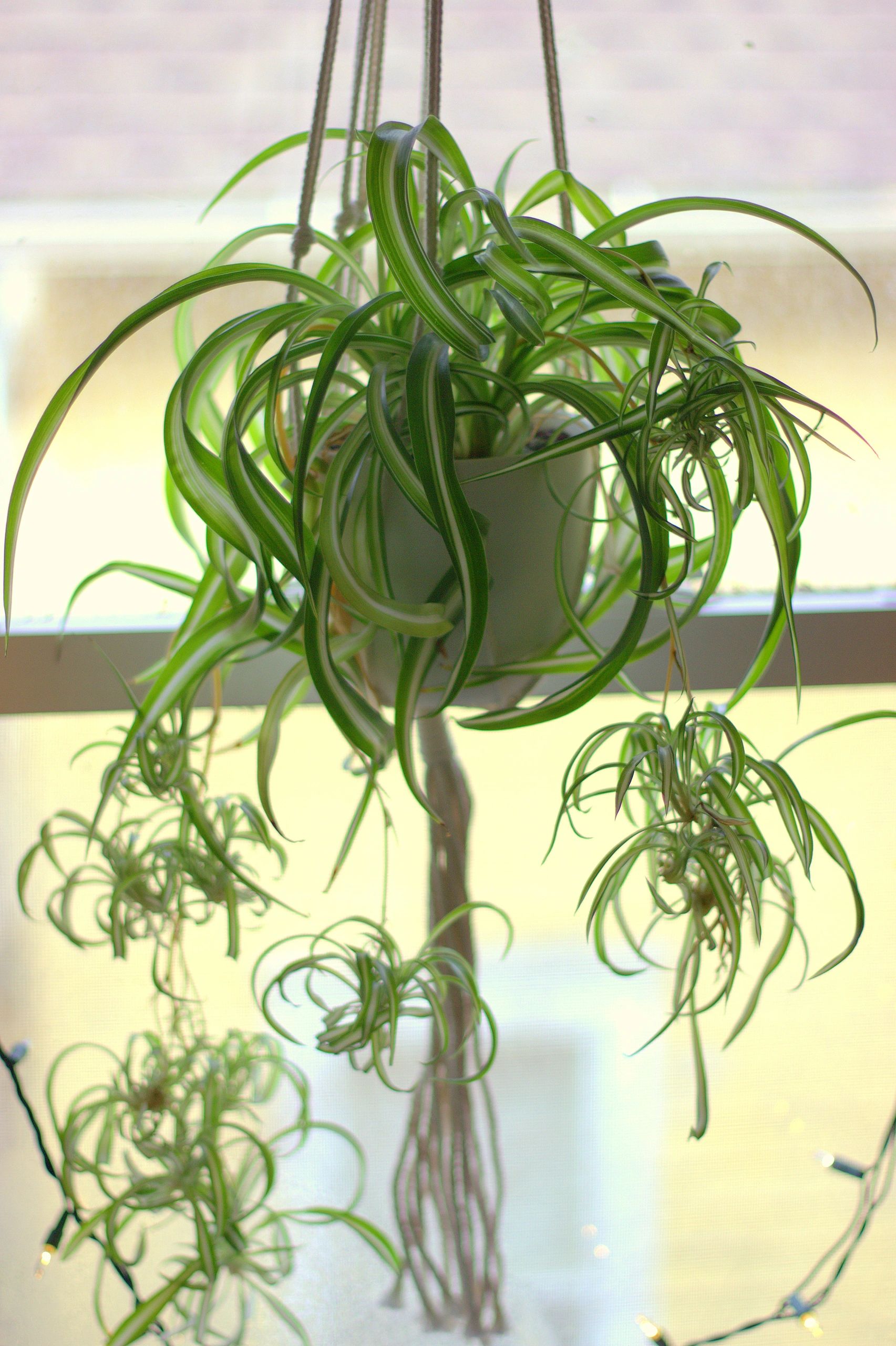 Spider Plant Care: Boost Your Indoor Jungle Today!