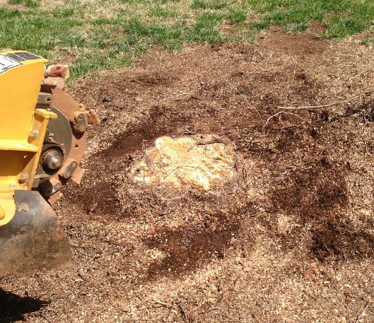 Stump Grinding Service Charlotte NC