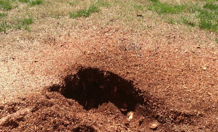 Charlotte Stump Removal