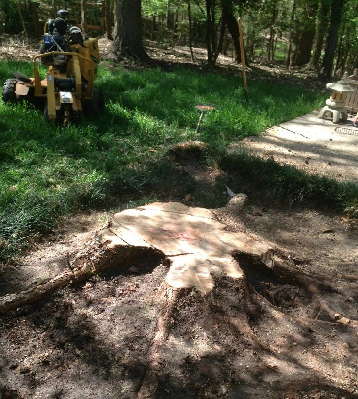 Stump Removal Service Charlotte NC