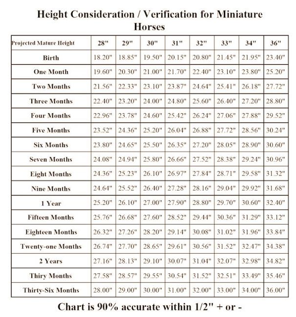 Harness Measurement Sunrise Pony Farm