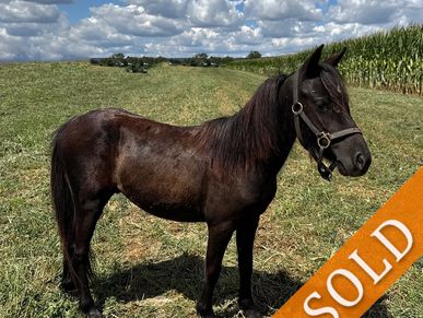 A black horse standing in a grassy field with a sold sign.