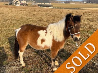A brown and white miniature horse standing on a grassy field with a sold sign.