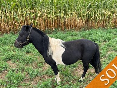 Black and white pony standing in a green field near tall corn plants.