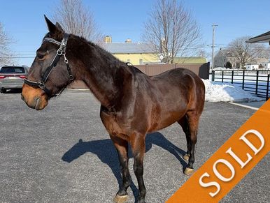 A brown horse standing on pavement with a 'SOLD' banner.